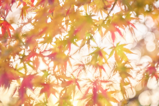 牛牛母婴玩具（牛牛母婴店进货渠道）